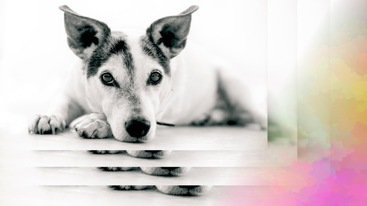 透過グラデーションの例：つぶらな瞳の白と黒の犬