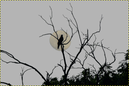 背景を切り抜いた画像：月とカラス
