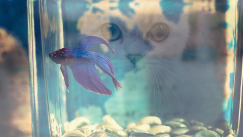 水槽の魚をのぞき込む猫