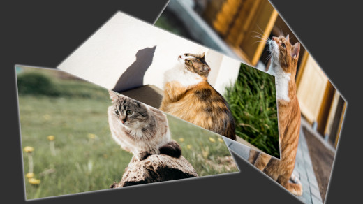 画像の3D変形：3種類の猫の画像