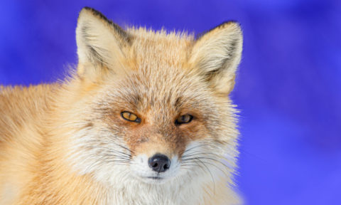 前景抽出選択でフサフサな動物画像を切り抜く u2013 GIMP カンデザWeb