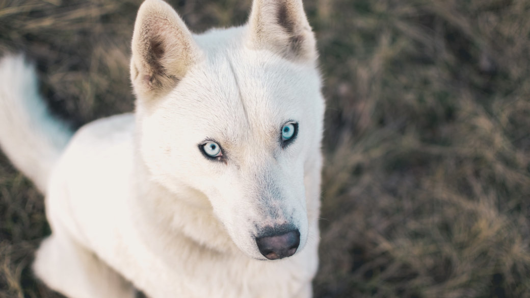 カメラ目線の白い犬