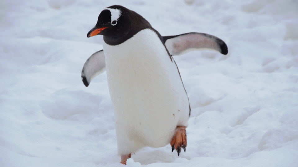 羽を広げたペンギン